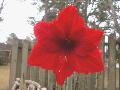 Red Lion Amaryllis / Hippeastrum 